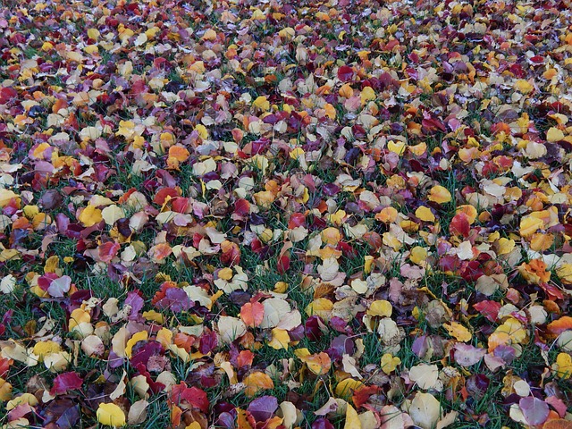 Free Leaves Fall photo and picture