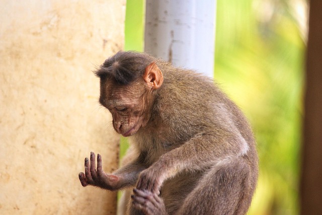 Free Monkey Primate photo and picture