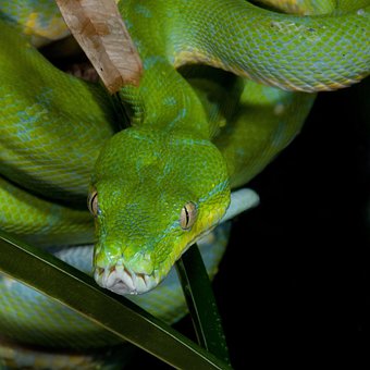 Free Line Reptile photo and picture