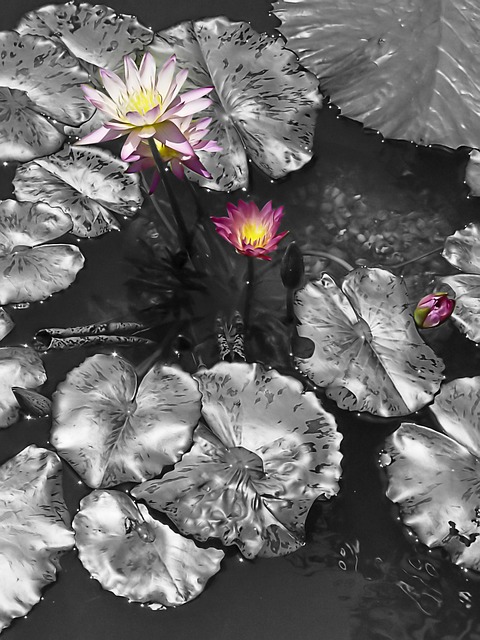 Free Flower Nature photo and picture
