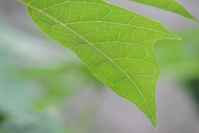 Free Leaf Nature photo and picture