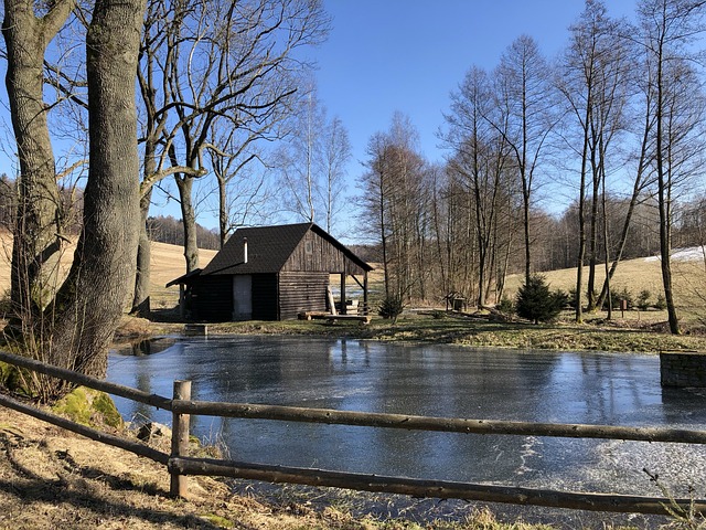 Baum, Holz, Gewässer, Natur, Reflexion