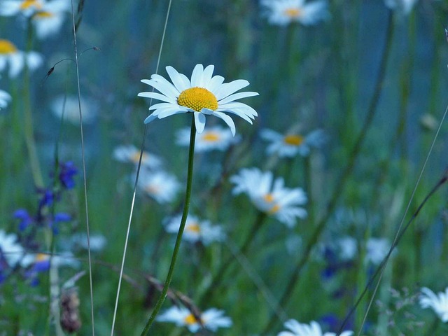 Free Nature Flower photo and picture