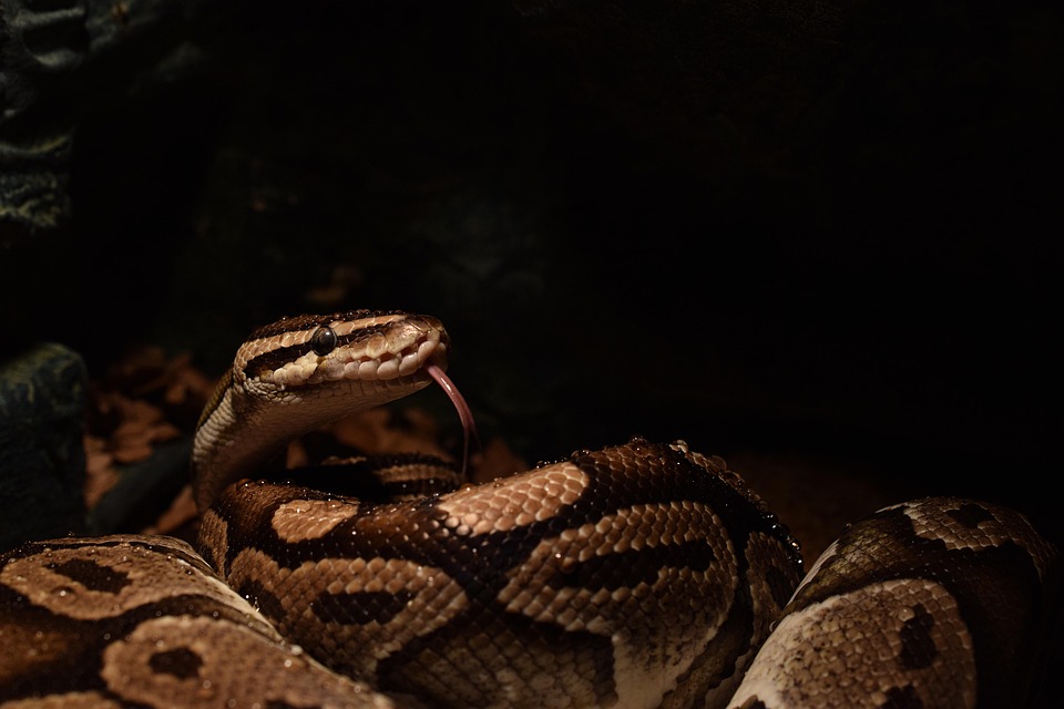 ball-python-3235381_960_720