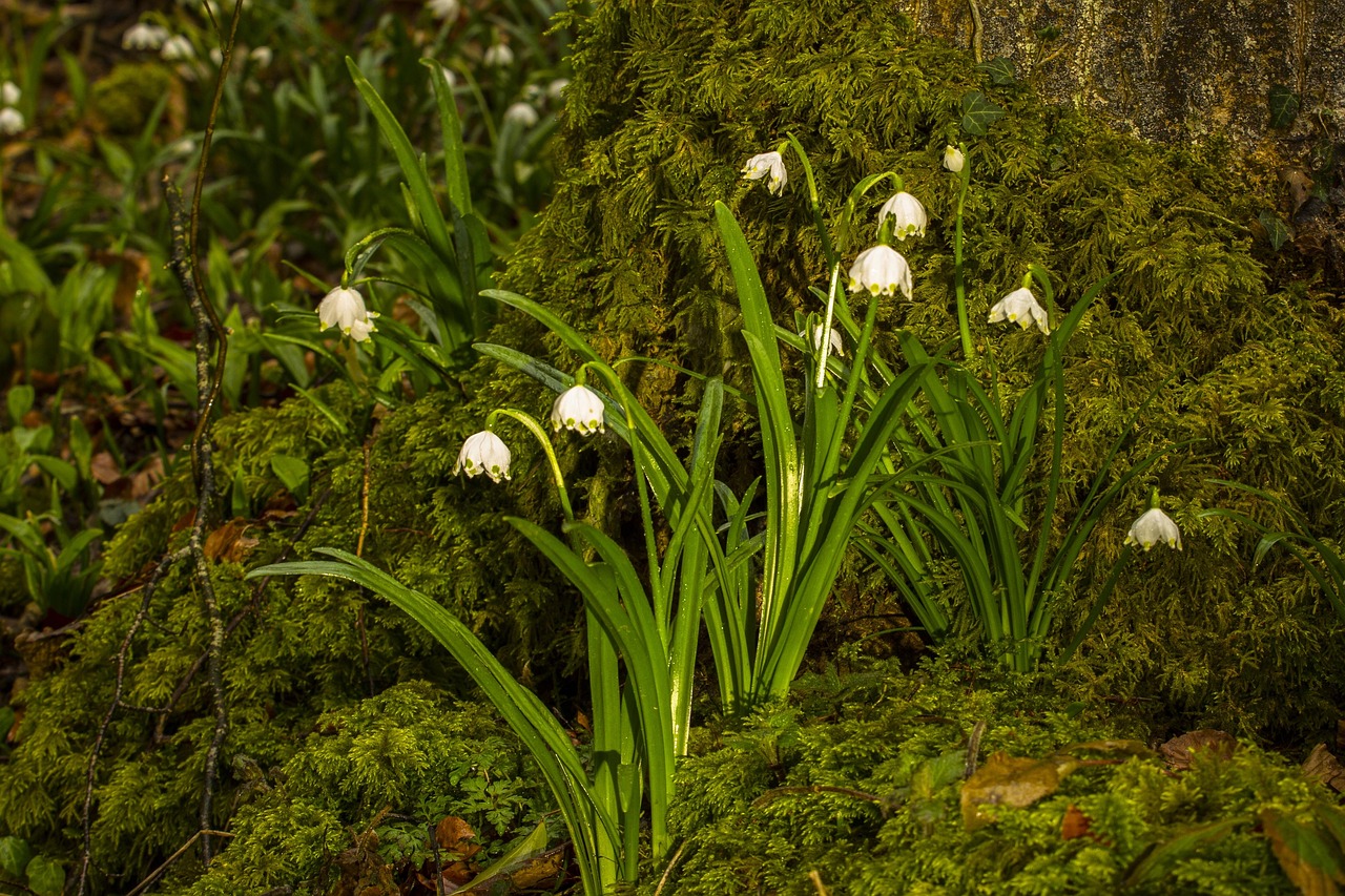 märzenbecher, snowdrop, wildflower, spring flower, bulb plant