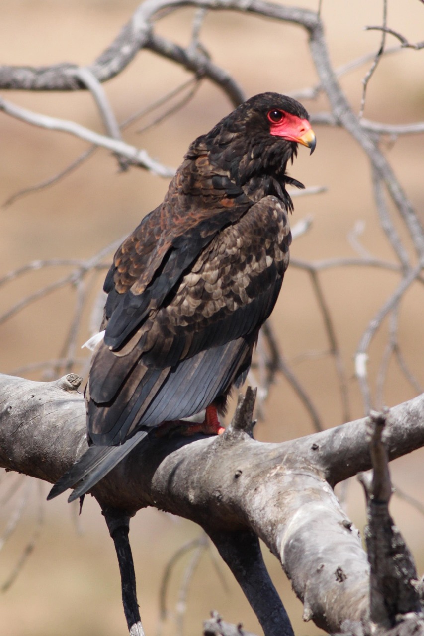 Pájaro Fauna Silvestre Naturaleza - Foto gratis en Pixabay - Pixabay