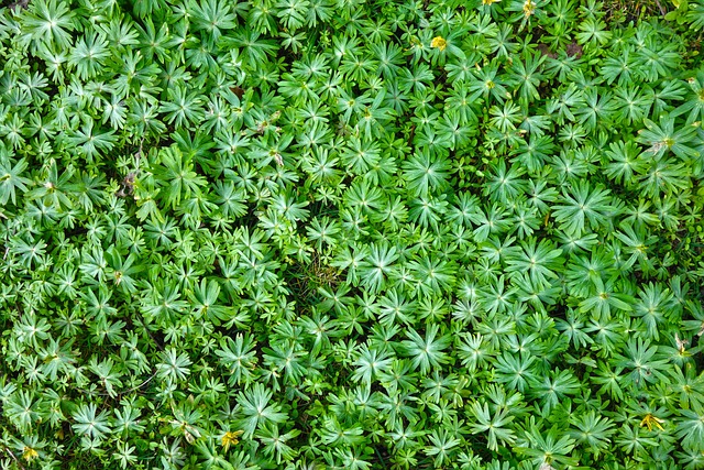 Free Plant Foliage photo and picture