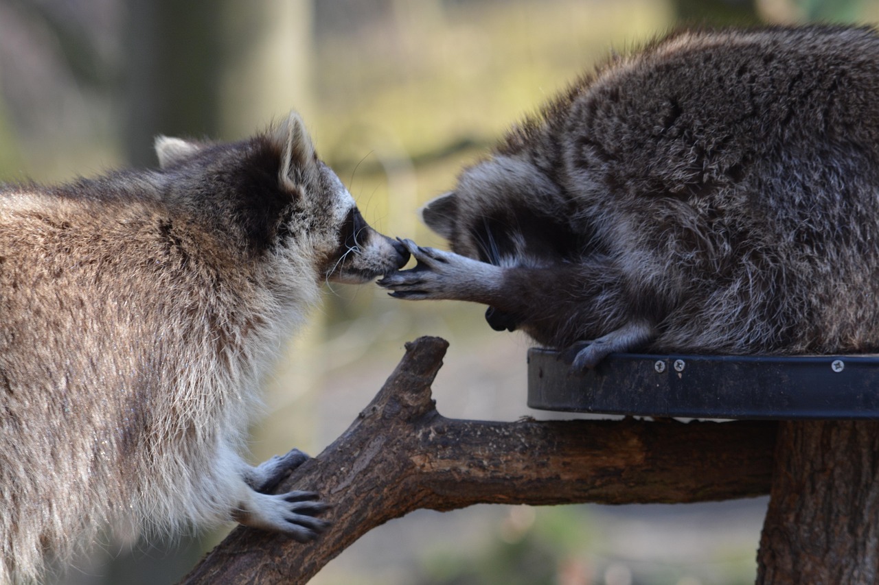 Mammal Wildlife Nature - Free photo on Pixabay - Pixabay