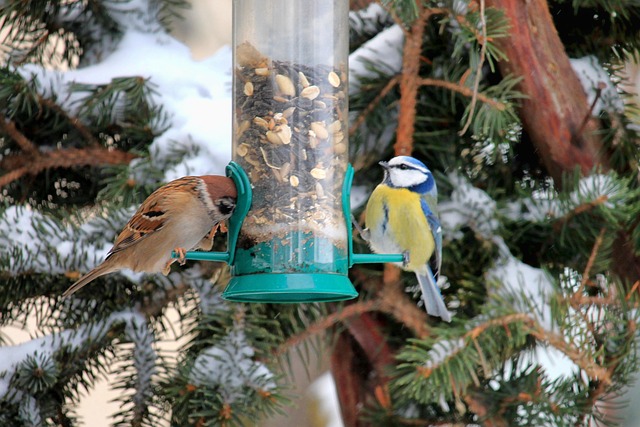 Free Sparrow Winter photo and picture