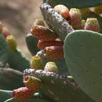 Free Fichi D'India Prickly Pear photo and picture