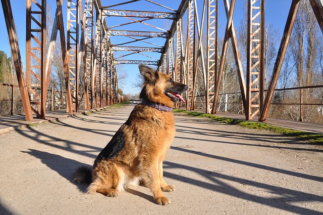 Zum, Luft, Kostenlose, Natur, Hund