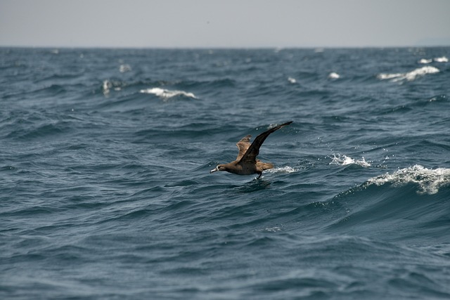 Free Sea Waters photo and picture