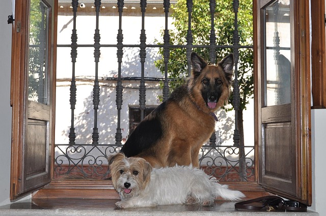 Fenster, Tür, Holz, Heimat, Hunde, Alt