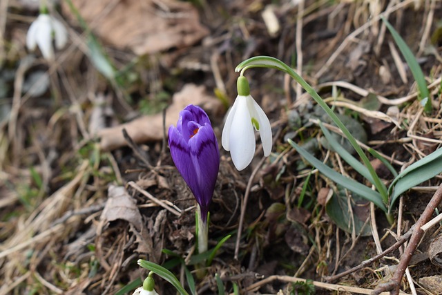 Free Snowdrops Flower Background photo and picture