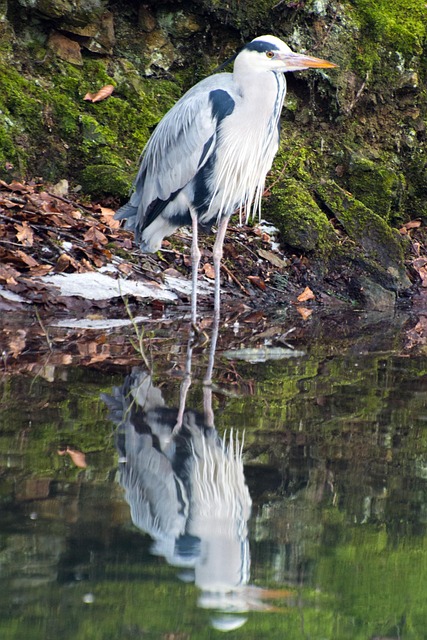 Free Bird Heron photo and picture