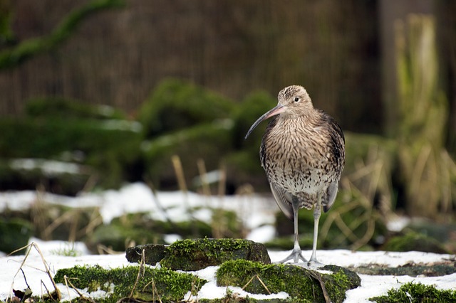 Free Nature Bird photo and picture