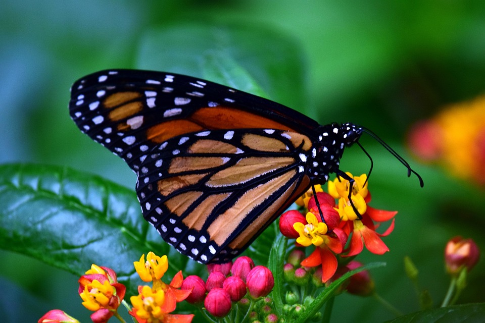 https://cdn.pixabay.com/photo/2018/03/18/18/36/monarch-3237830_960_720.jpg