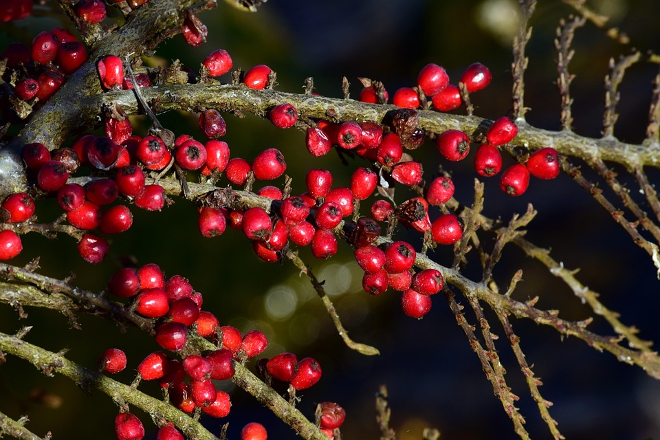 Træ filial natur · gratis foto pÃ¥ pixabay Vilde træer med røde bær