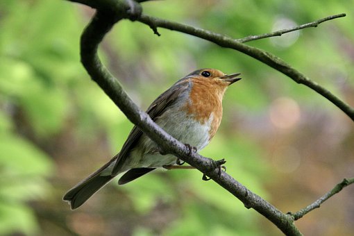 Free Bird Nature photo and picture