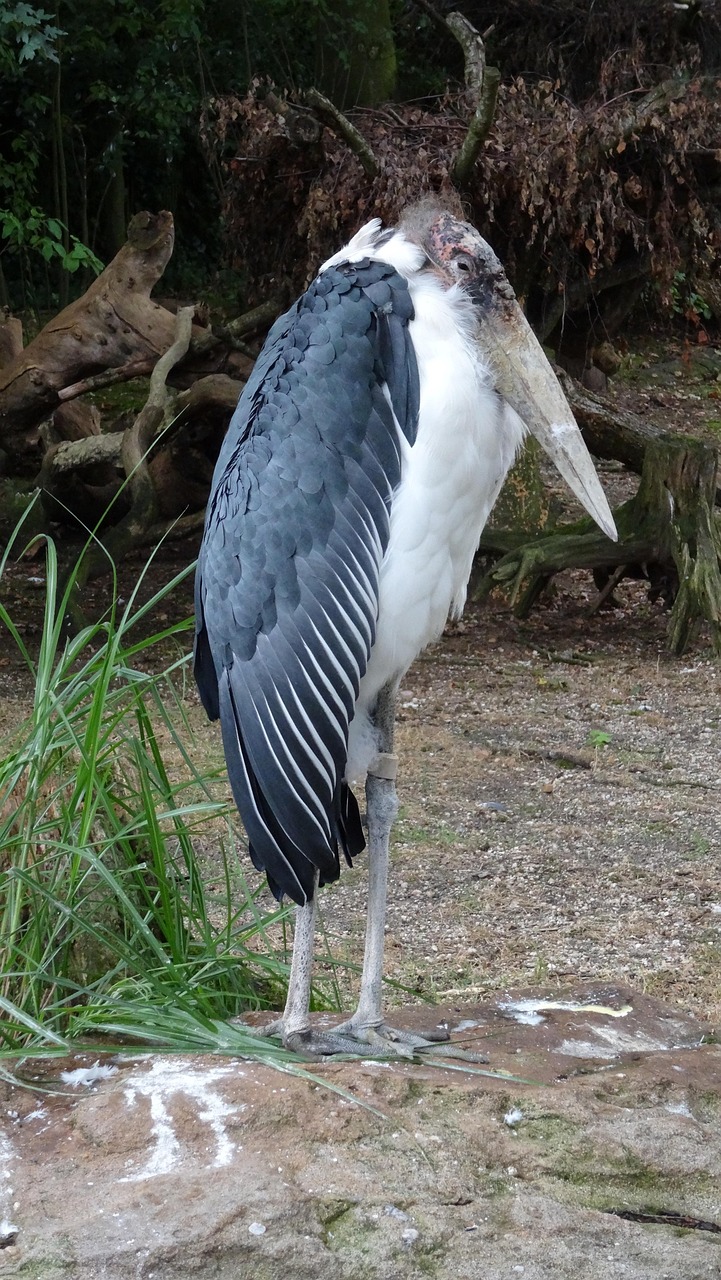 Naturaleza Pájaro Fauna Silvestre - Foto gratis en Pixabay - Pixabay