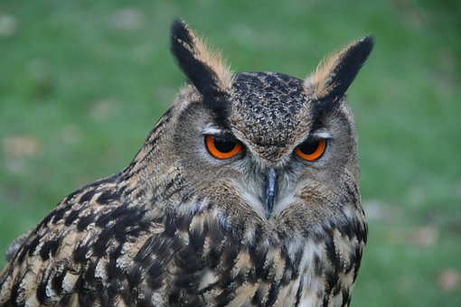 Free Birds Of Prey Bird photo and picture