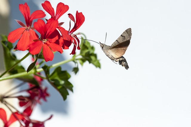 Brummen, Smukke Blomster