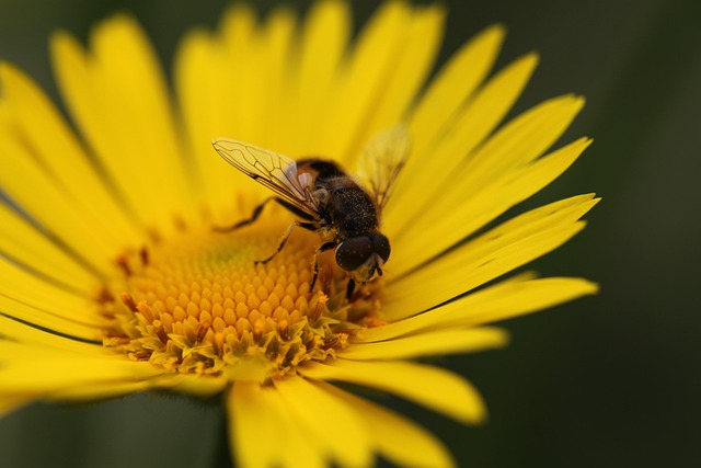Free Nature Insect photo and picture