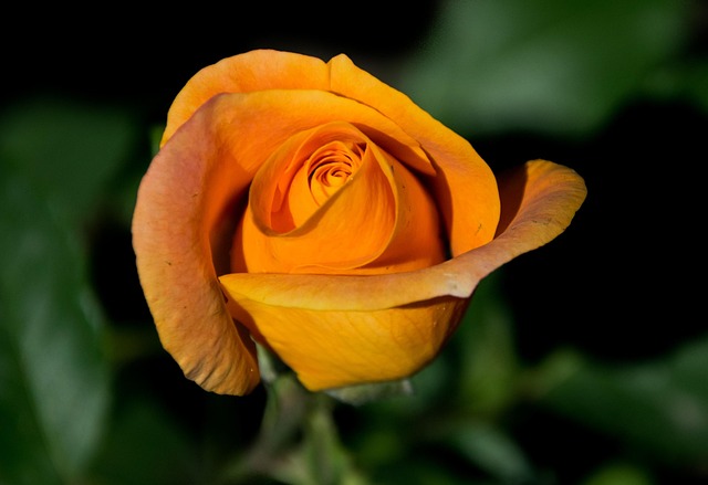 Free Flower Flora photo and picture