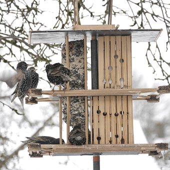 Free Stare Feeding photo and picture