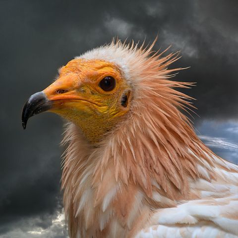 エジプトのハゲワシ 写真 無料イメージのダウンロード Pixabay
