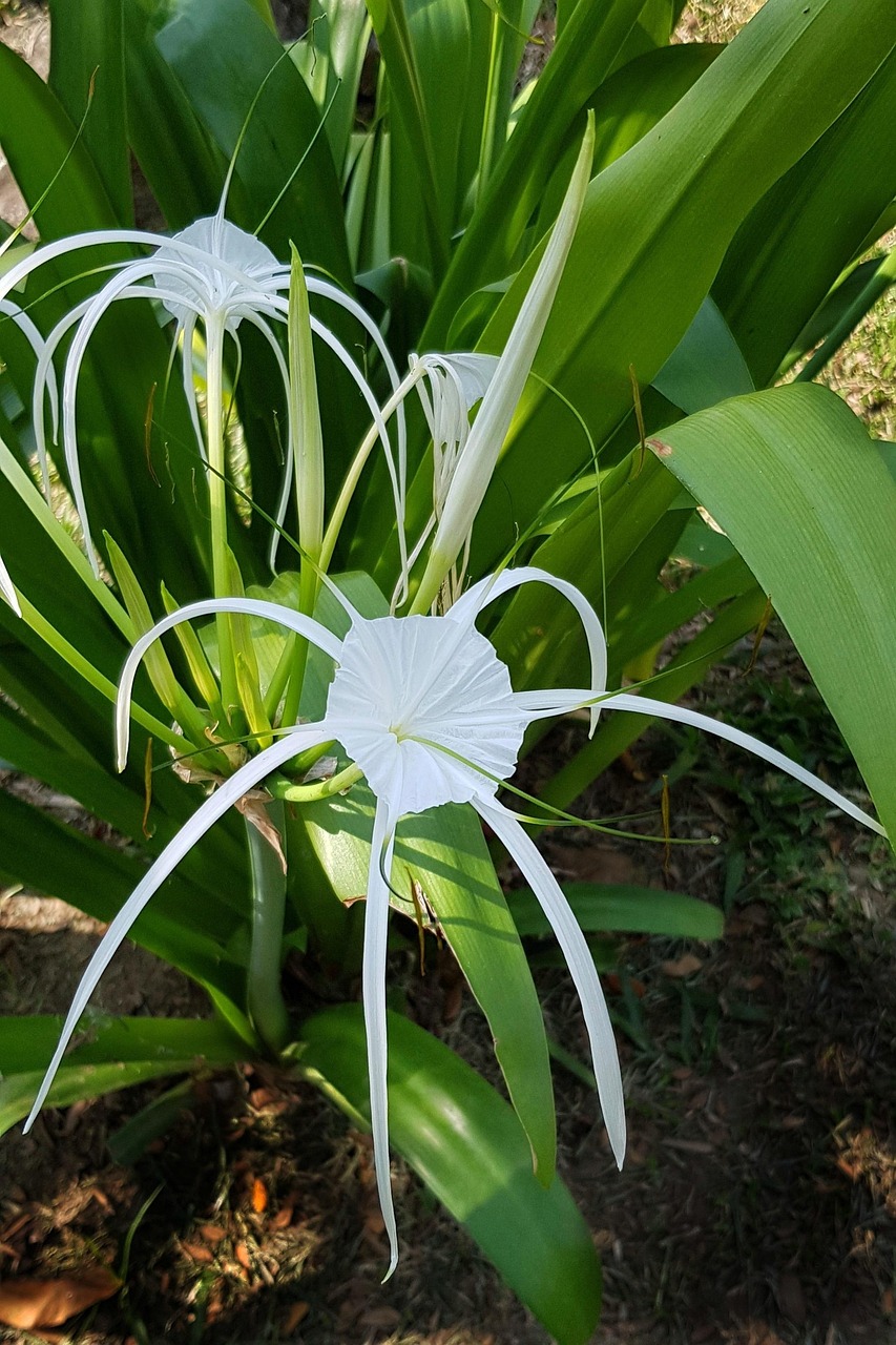 Aranha Flor Natureza - Foto gratuita no Pixabay - Pixabay