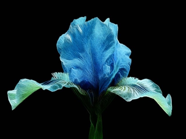 Free fractalius flower plant illustration