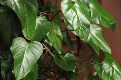 Blatt, Pflanze, Natur, Frische, Garten