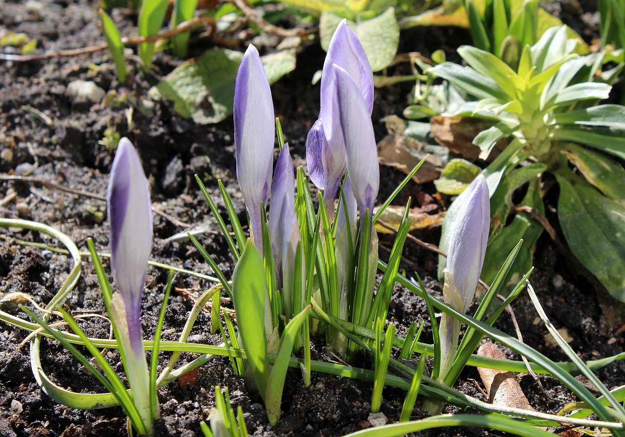 Crocuses Spring Flowers March Free photo on Pixabay Pixabay