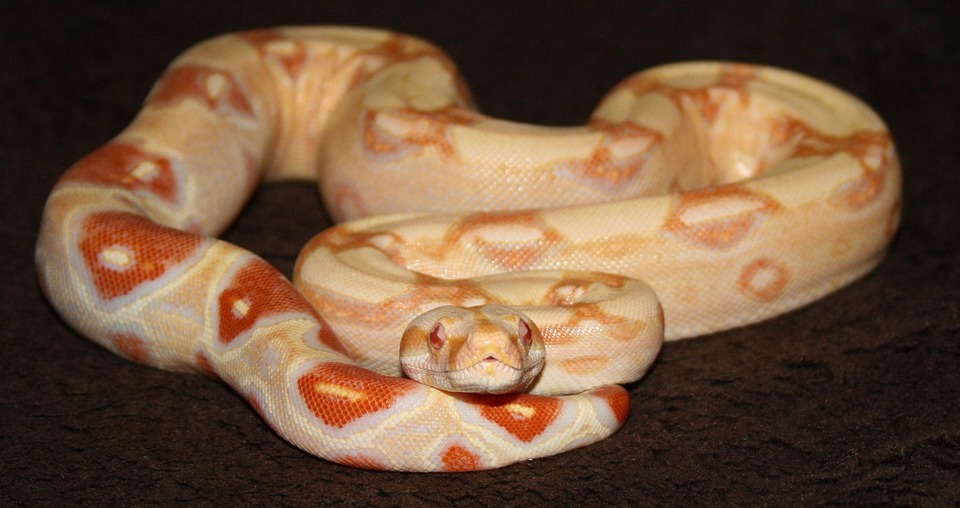 Boa Line Reptile Free Photo On Pixabay