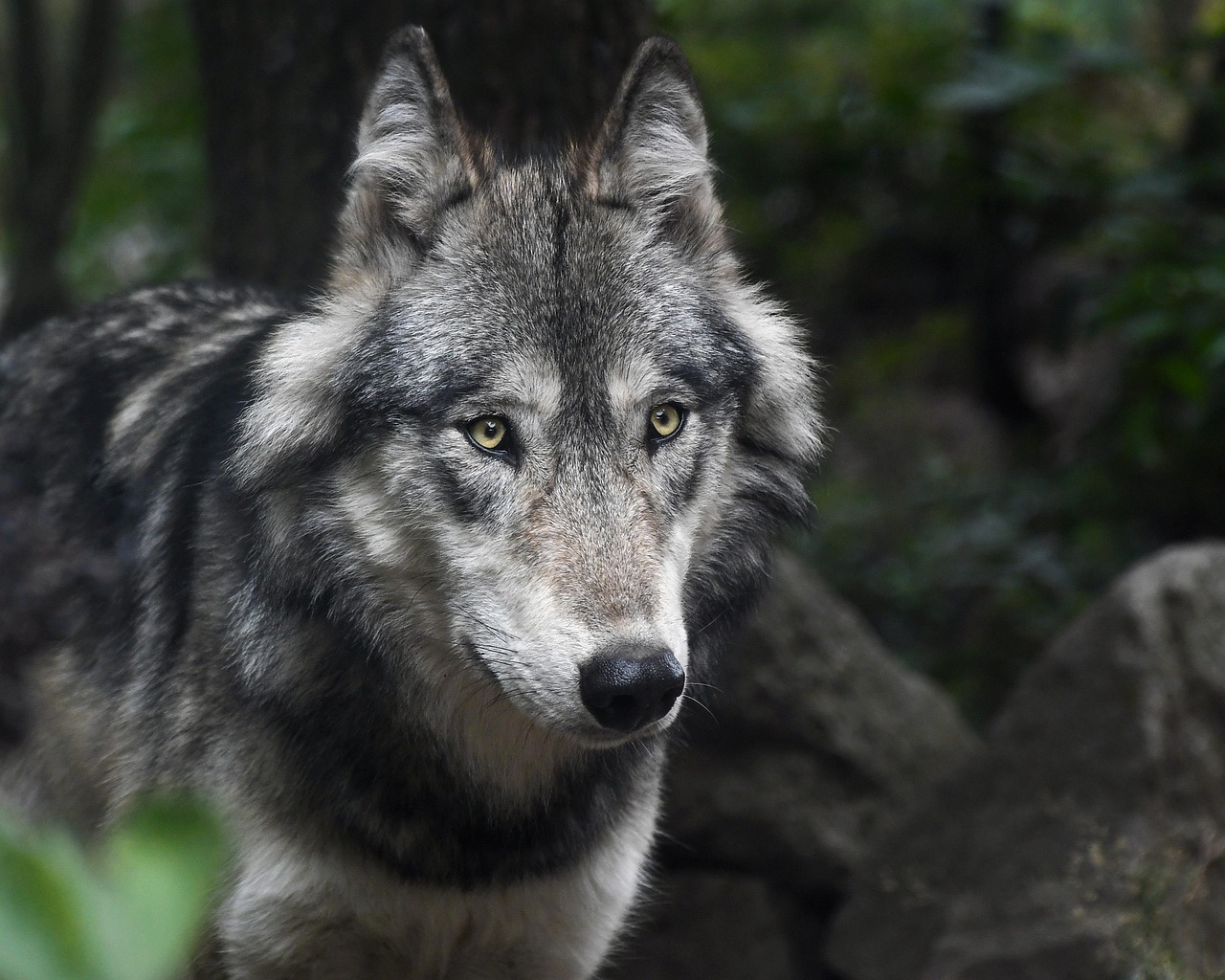 1 000 Kostenlose Wolf Natur Fotos Pixabay 1 000 Kostenlose Wolf Natur Fotos Pixabay