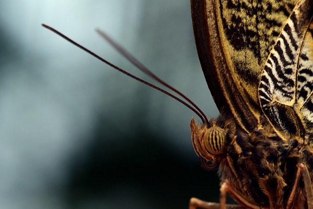 banana butterfly, macro, head, sensor, tender, fur, close up, eyes, keys, wait, persevere, butterfly, butterflies, brown, insect, nature, evertebrat, wildlife, animal