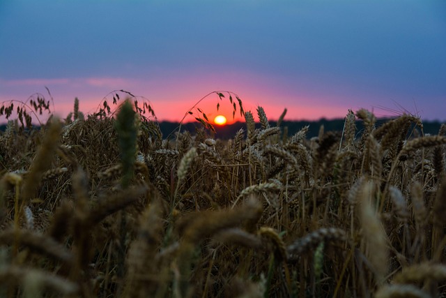 Free Wheat Nature photo and picture