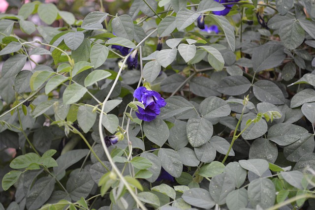 Butterfly Pea, Flower, Cats, Purple
