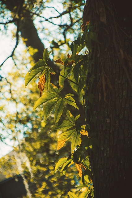 Baum, Blatt, Holz, Natur, Zweig, Flora