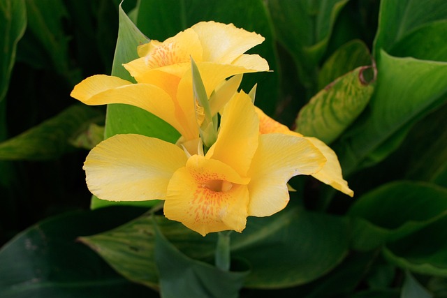 Free Plant Nature photo and picture