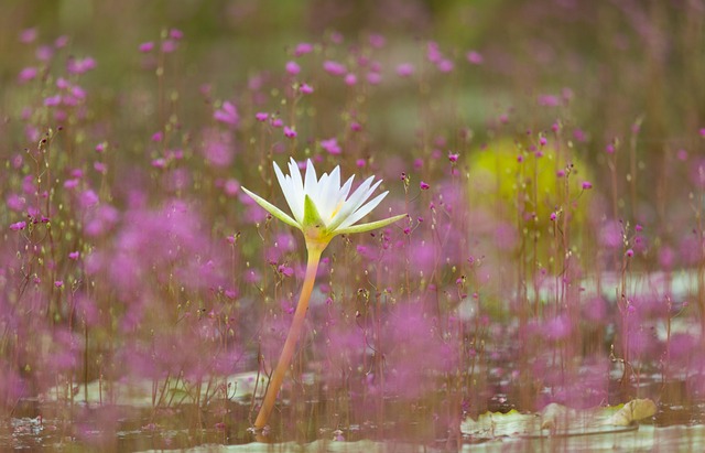 Free Nature Flower photo and picture