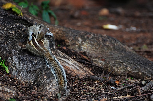 Natur, Tierwelt, Reptil, Tier, Holz