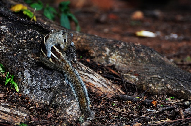 Natur, Reptil, Tierwelt, Holz, Tier