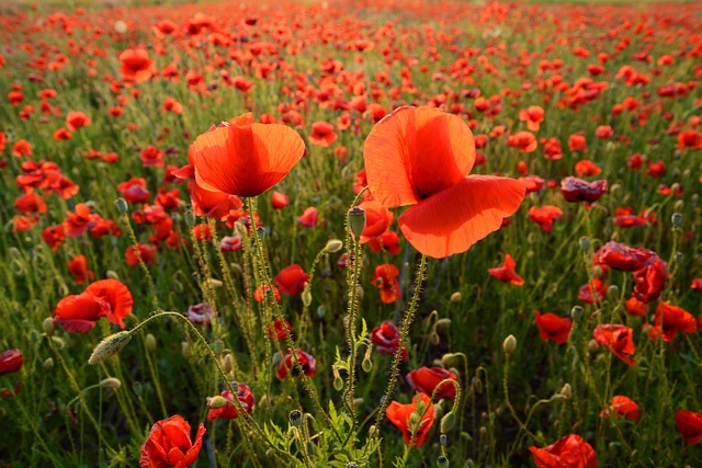 Free Poppy Meadow photo and picture