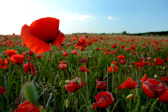 Free Poppy Field photo and picture