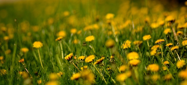 Free Flower Day S photo and picture