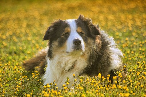 Säugetier, Hund, Rasen, Süß, Tier, Natur