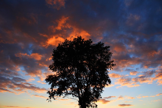 Free Wood Nature photo and picture