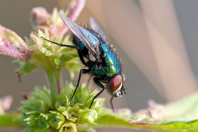 Volar, Bluebottle, Insecto, Macro